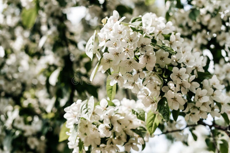 Di melo di fioritura - fiori di Apple della foto fotografie stock libere da diritti Di melo di fioritura - fiori di Apple della foto fotografie stock libere da diritti