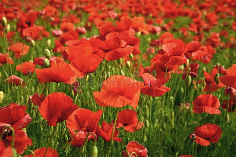 Dia da relembrança, Anzac Day, serenidade imagem de stock Dia da relembrança, Anzac Day, serenidade imagem de stock