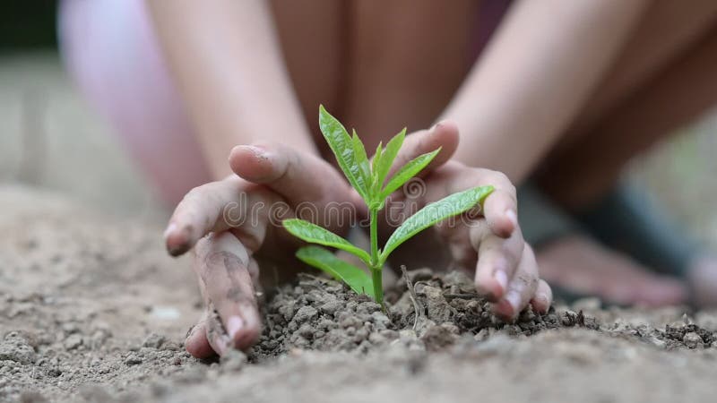 Dia da Terra do ambiente nas m?os das ?rvores que crescem pl?ntulas Bokeh esverdeia a m?o f?mea do fundo que guarda a ?rvore no g