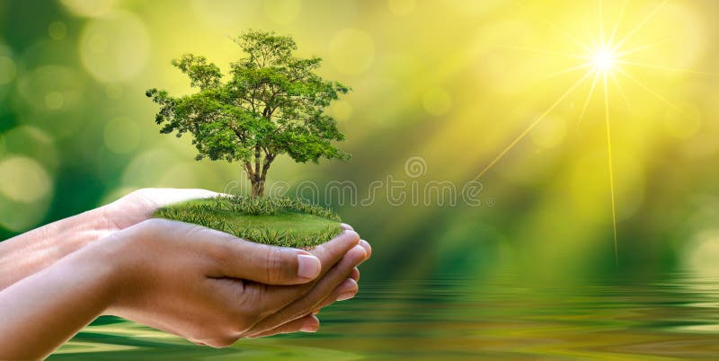 Dia da Terra do ambiente nas mãos das árvores que crescem plântulas Bokeh esverdeia a mão fêmea do fundo que guarda a árvore no g