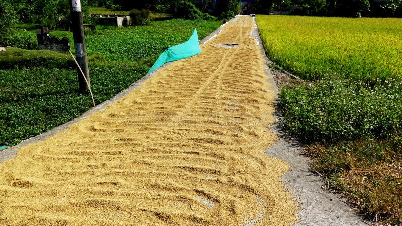 Dia dourado de Paddy Road In Rice Harvesting fotografia de stock royalty free Dia dourado de Paddy Road In Rice Harvesting fotografia de stock royalty free