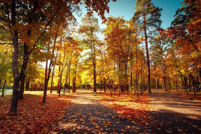 Sunny day in outdoor park with colorful autumn trees and pathway. Amazing bright colors of autumn nature landscape. Sunny day in outdoor park with colorful autumn trees and pathway. Amazing bright colors of autumn nature landscape