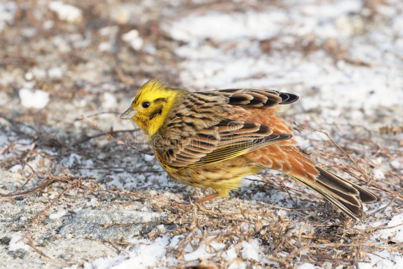 Dia ensolarado que senta-se na neve, citrinella do inverno de Yellowhammer do Emberiza fotos de stock Dia ensolarado que senta-se na neve, citrinella do inverno de Yellowhammer do Emberiza fotos de stock