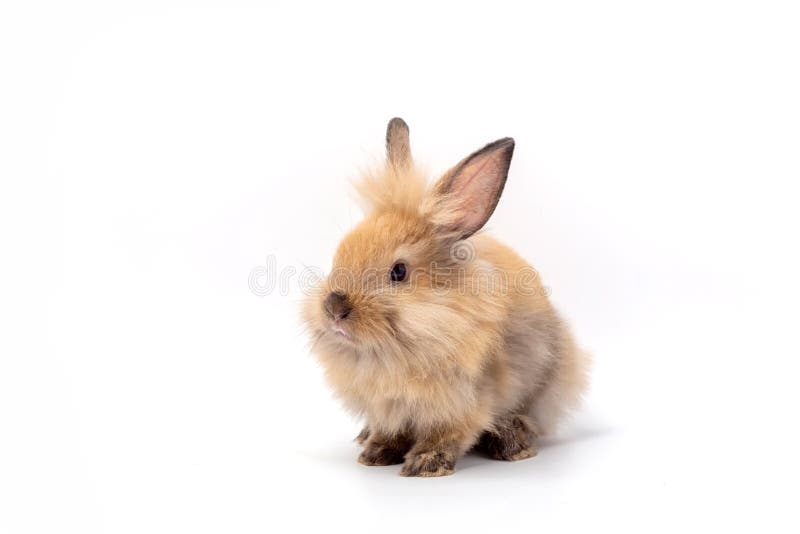 Dia feliz de Easter Coelho de Brown no fundo branco Coelho bonito do beb? de Brown no fundo branco imagens de stock Dia feliz de Easter Coelho de Brown no fundo branco Coelho bonito do beb? de Brown no fundo branco imagens de stock