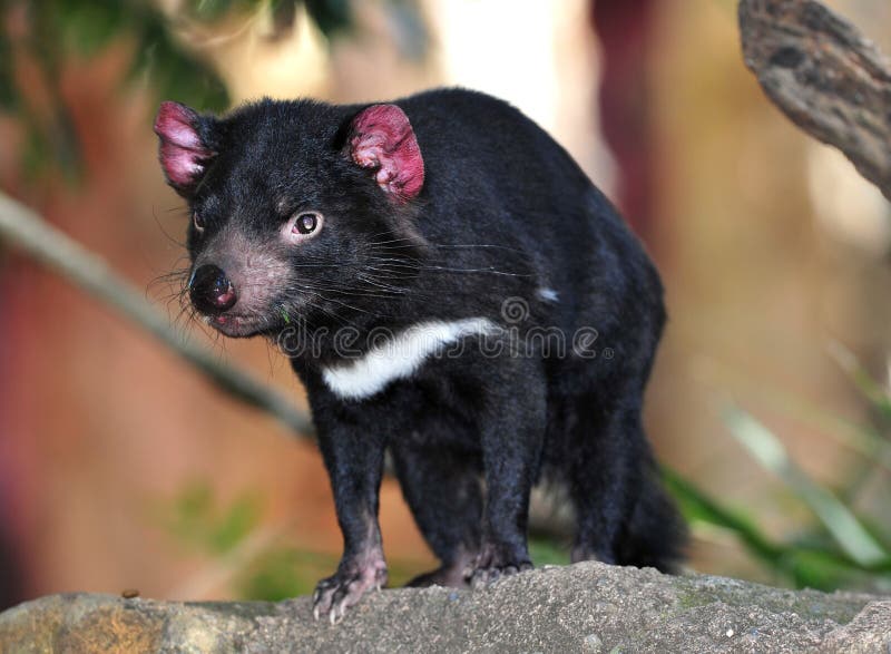 Diable tasmanien mis en danger