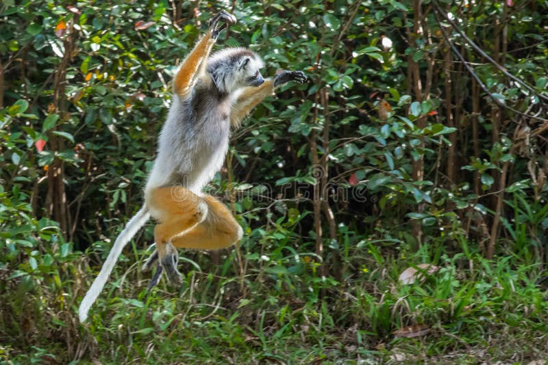 Large Adult Diademed Sifaka Lemur Jumping Across Open Area In Forest Al Lemur Island Reserve, Madagascar