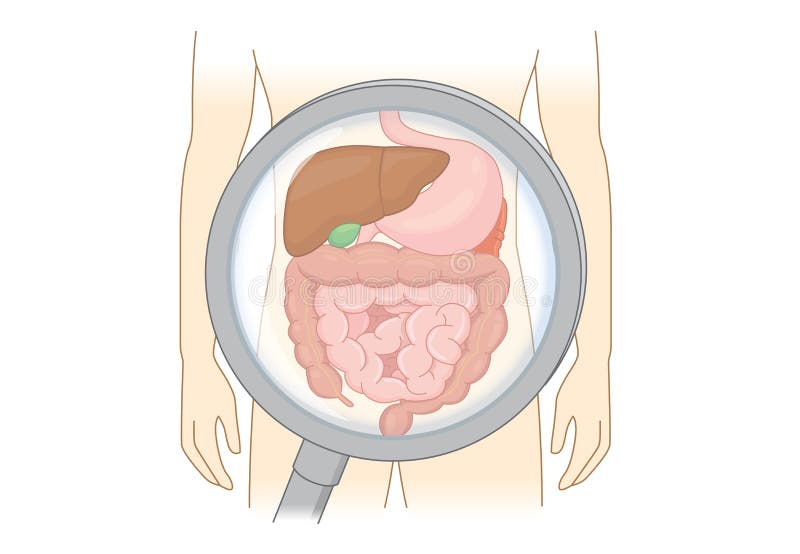 Diagnostique el sistema digestivo humano con la lupa ilustración del vector Diagnostique el sistema digestivo humano con la lupa ilustración del vector