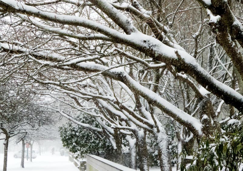 A diagonal array of snow covered trees line this city sidewalk stock images A diagonal array of snow covered trees line this city sidewalk stock images