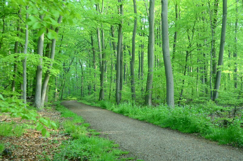 Diagonal forset path in a sping colored forest