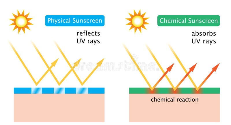 Diagram of Chemical Sunscreen and Physical Sunscreen Stock Vector 
