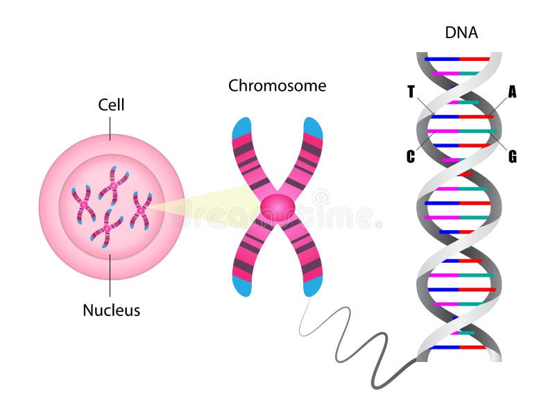 diagram of chromosome with gene