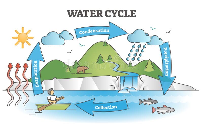 Water cycle diagram with simple rain circulation explanation outline concept. Educational biology climate scheme with precipitation, evaporation, condensation and collection phases vector illustration. Water cycle diagram with simple rain circulation explanation outline concept. Educational biology climate scheme with precipitation, evaporation, condensation and collection phases vector illustration