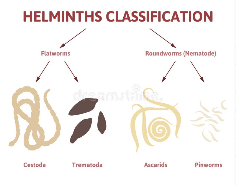 Flatworm Classification Chart