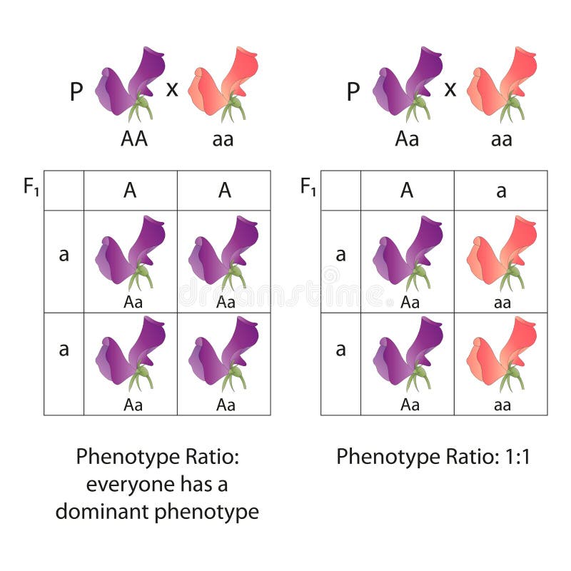 Diagram of dominance of peas flowers. Phenotype ratio