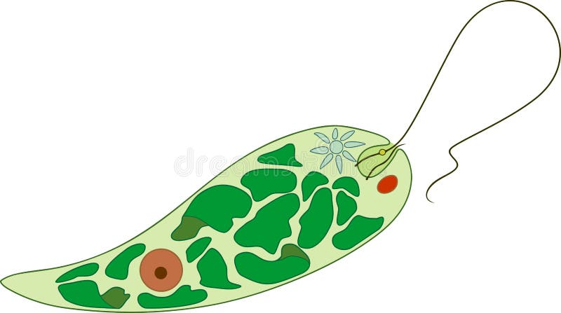 Diagram of Euglena. Structure of Euglena viridis vector illustration