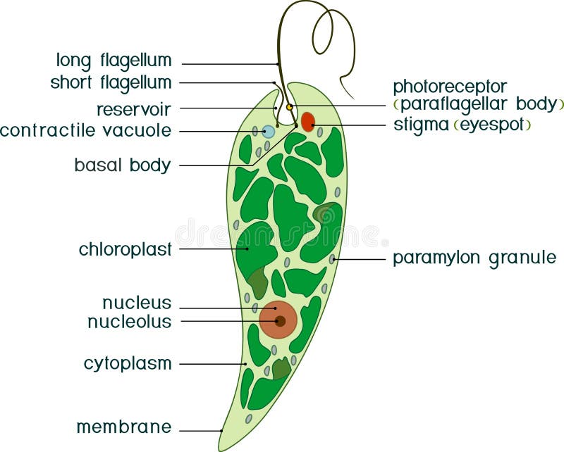 Euglena Diagram Stock Illustrations 47 Euglena Diagram Stock Illustrations Vectors Clipart Dreamstime