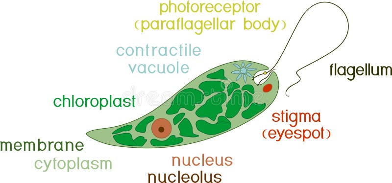 Diagram of Euglena. Structure of Euglena viridis with different organelles royalty free illustration