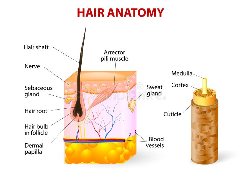 Diagram of a Hair Follicle in a Cross Section of S Stock Vector -  Illustration of bulb, capillary: 35012099