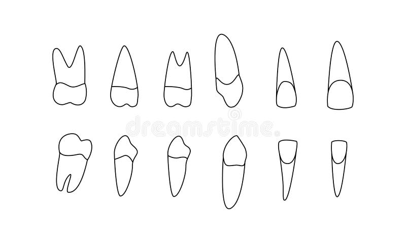 Diagram human teeth. upper lower jaw. Central lateral incisors, canines, premolars, molars. look on the right side