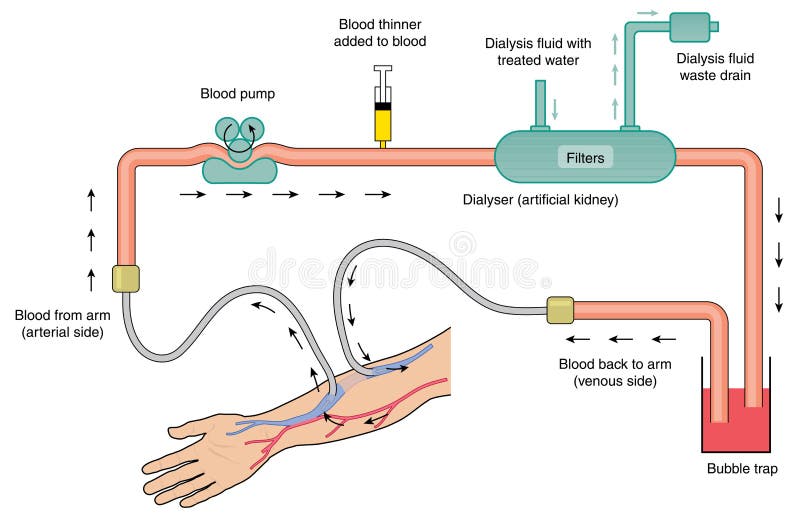 Renal Circulation Flow Chart