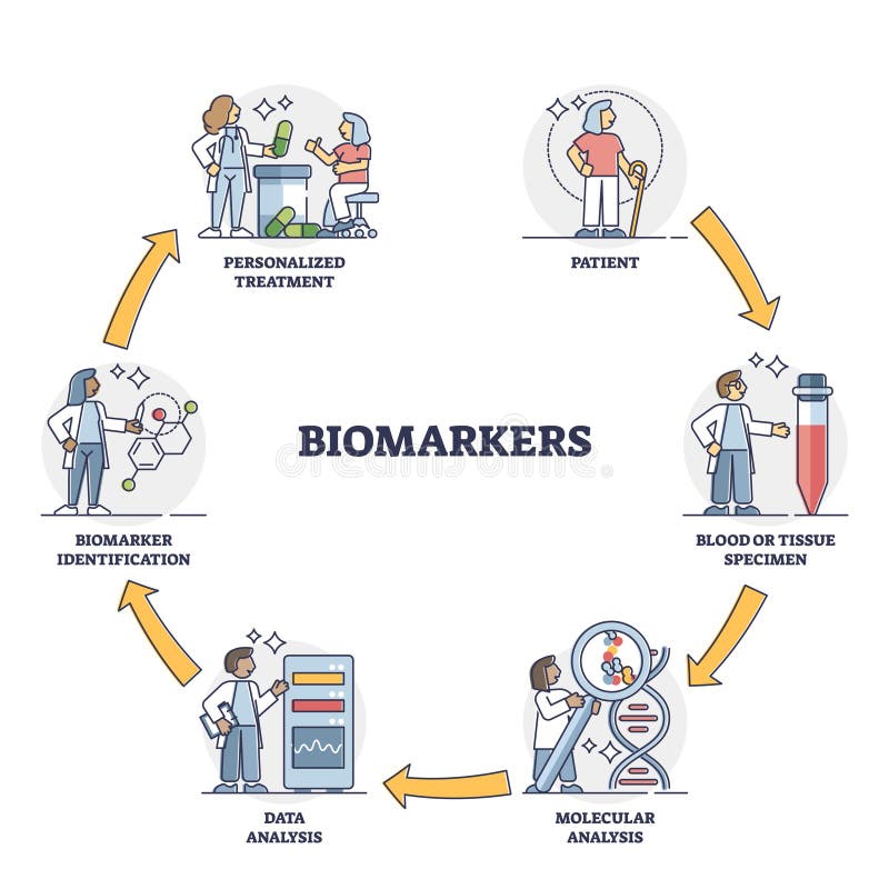 Biomarkers process cycle explanation for patient healthcare outline diagram. Labeled educational blood or tissue specimen testing steps with identification and personal treatment vector illustration. Biomarkers process cycle explanation for patient healthcare outline diagram. Labeled educational blood or tissue specimen testing steps with identification and personal treatment vector illustration.