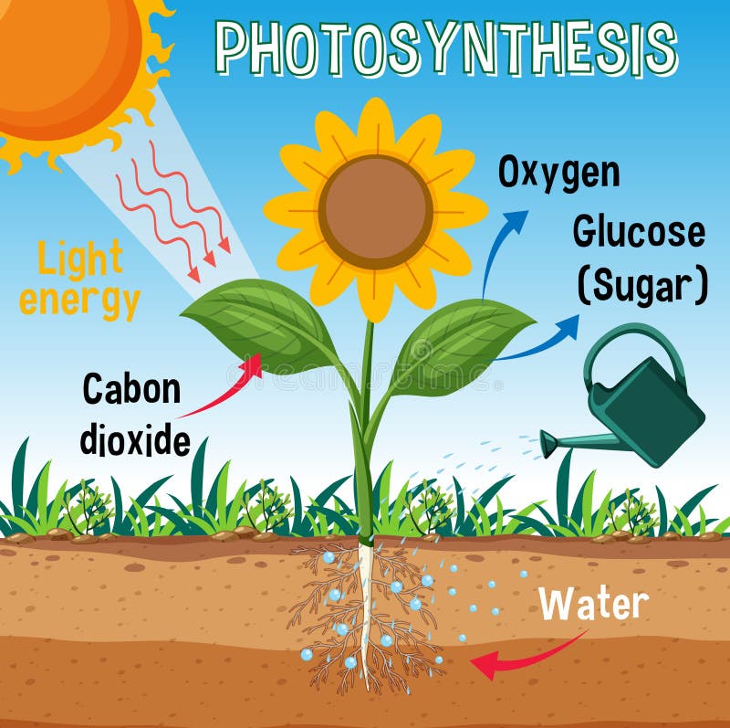 Diagram of Photosynthesis for Biology and Life Science Education Stock