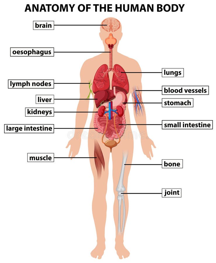 Diagram Showing Anatomy Of Human Body Stock Vector - Illustration of clipart, medical: 75982252