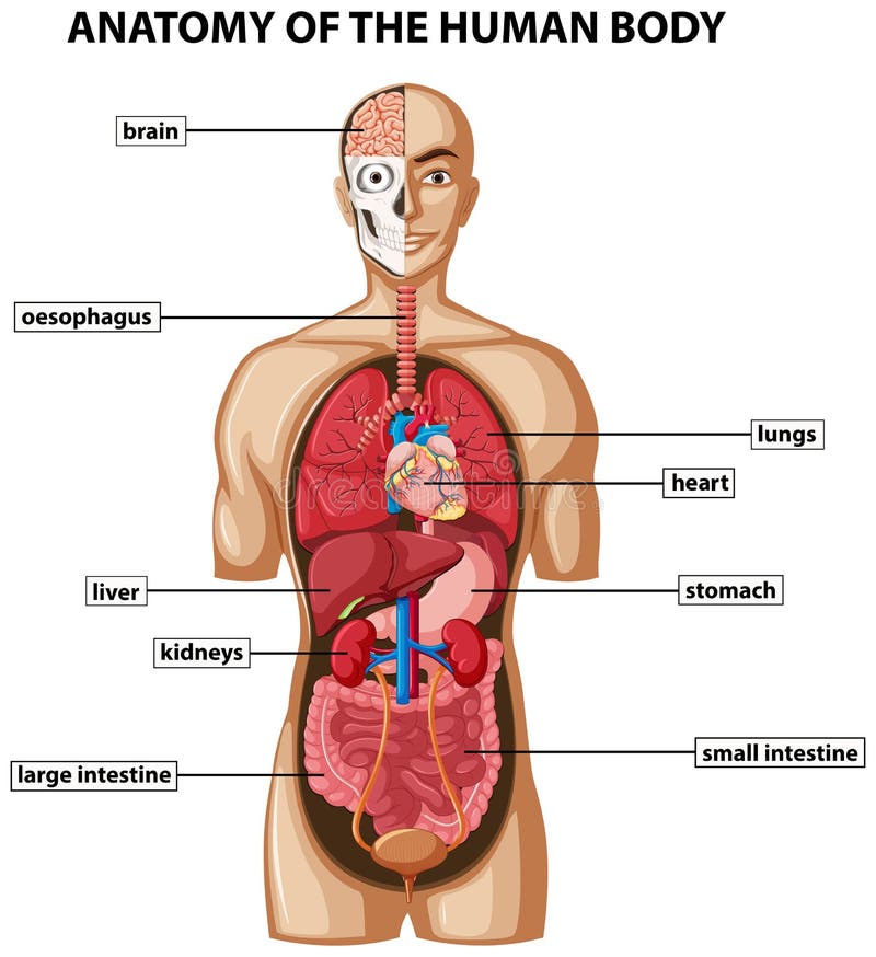 Body Organ Chart Diagram