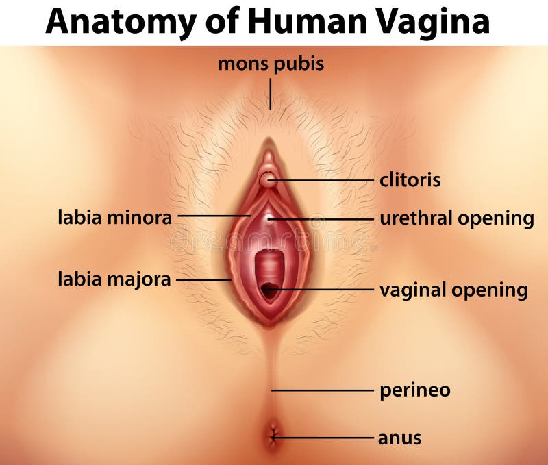 Pussy Anatomy Video Free Download 54