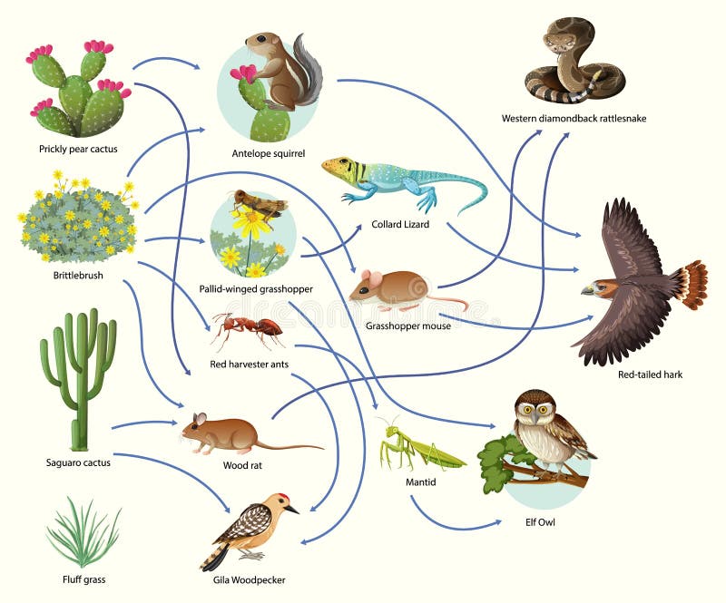 Animal Food Chain Stock Illustrations – 1,285 Animal Food Chain Stock Illustrations, Vectors & Clipart - Dreamstime Animal Food Chain Stock Illustrations – 1,285 Animal Food Chain Stock Illustrations, Vectors & Clipart - Dreamstime
