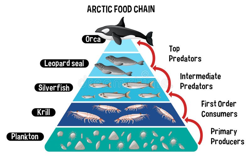 Arctic Food Chain Stock Illustrations – 24 Arctic Food Chain Stock  Illustrations, Vectors & Clipart - Dreamstime