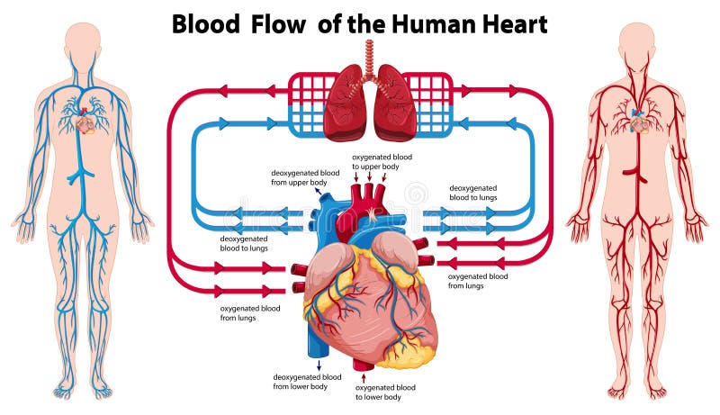 Cardiac Anatomy Chart