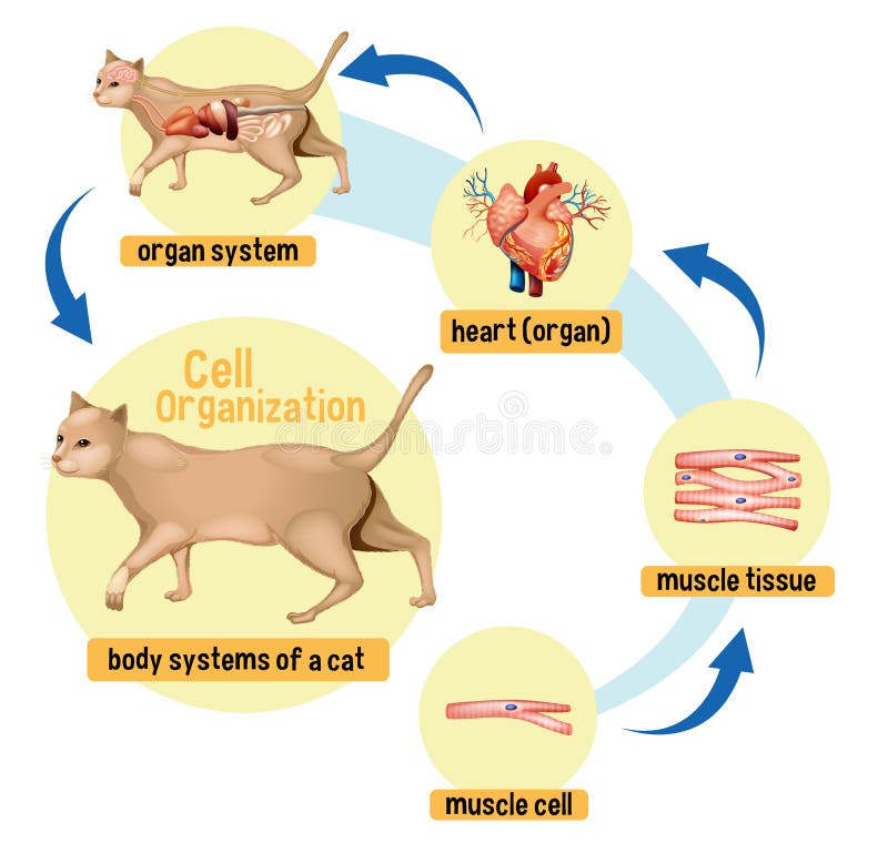 Diagram Showing Cell Organization in a Cat Stock Vector - Illustration of  heart, cats: 221882945