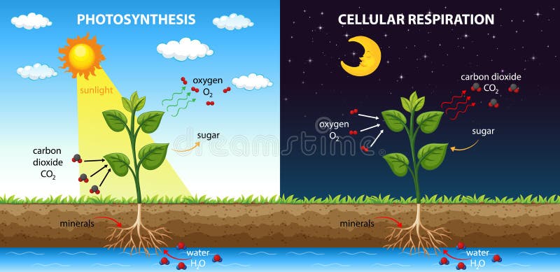 Diagram Showing Cellular Respiration and Photosynthesis Stock Vector