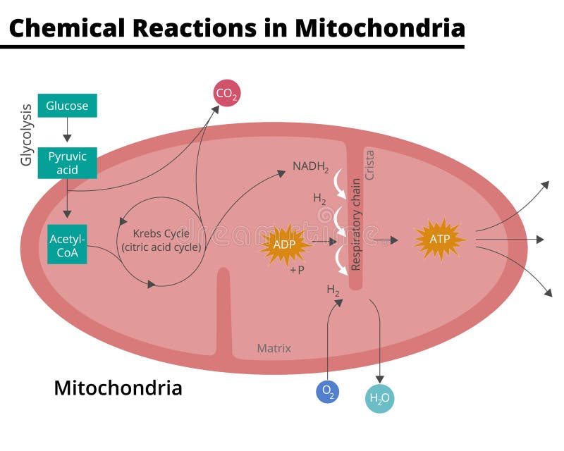 Kreb cycle animation