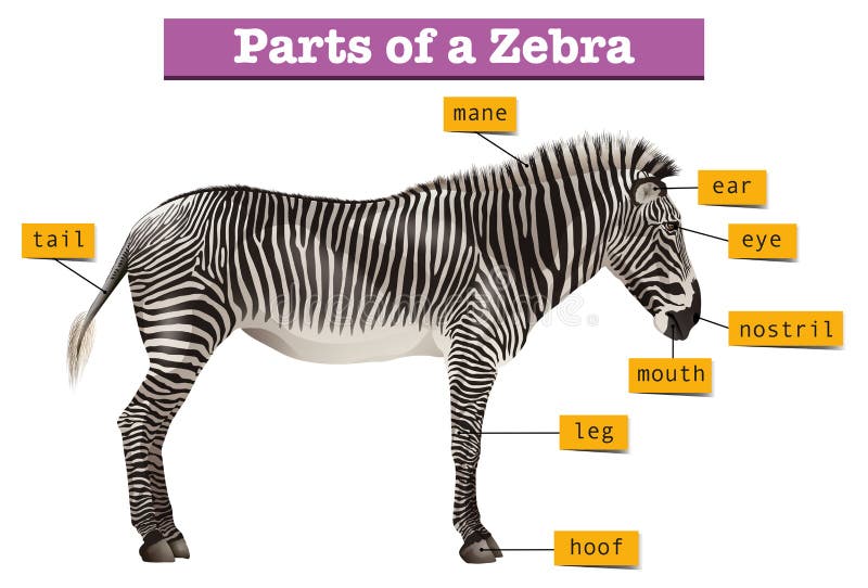 Diagram Showing Different Parts Of Zebra Stock Vector - Illustration of