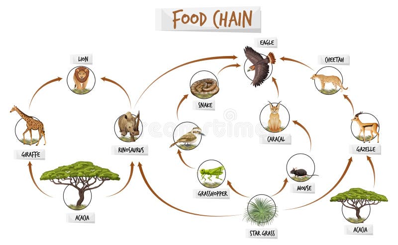 Jungle Food Chain Stock Illustrations โ 82 Jungle Food Chain Stock ... Biology Diagrams