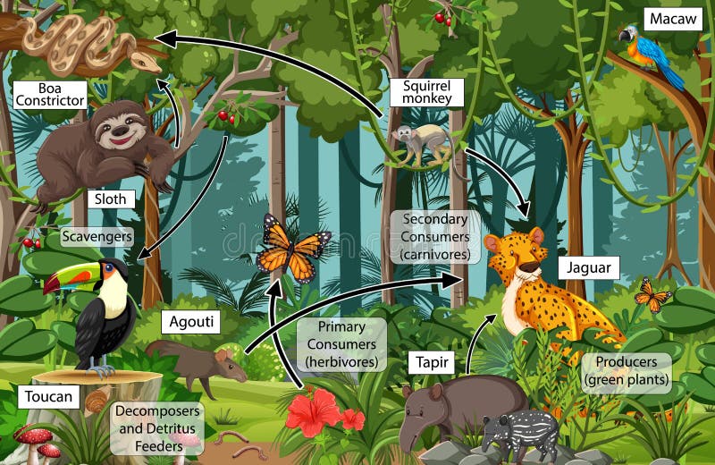 forest food web examples