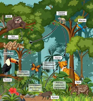 Forest Food Chain Stock Illustrations 130 Forest Food Chain Stock 