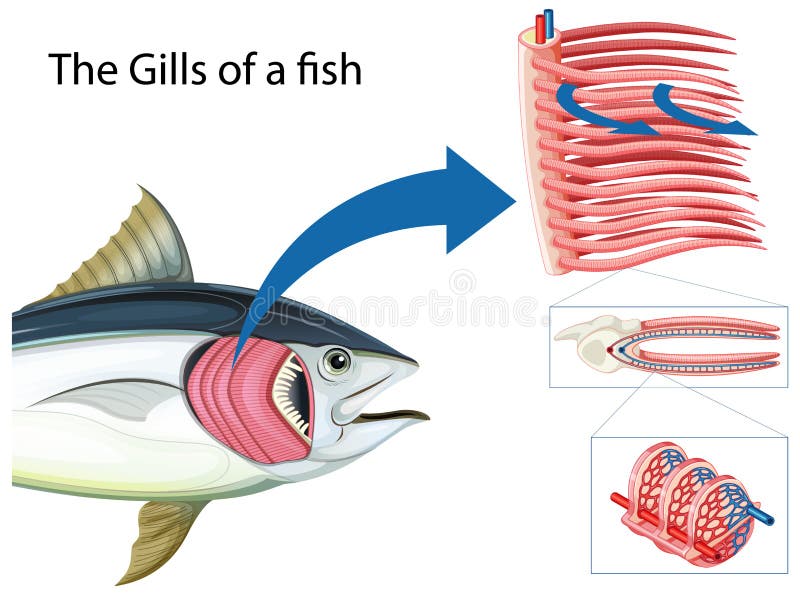 Fish Gills Diagram Stock Illustrations 38 Fish Gills Diagram Stock Illustrations Vectors Clipart Dreamstime