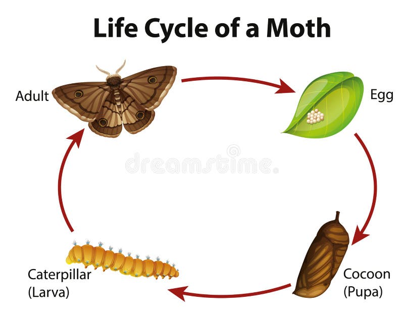 The Life Cycle Of A Moth