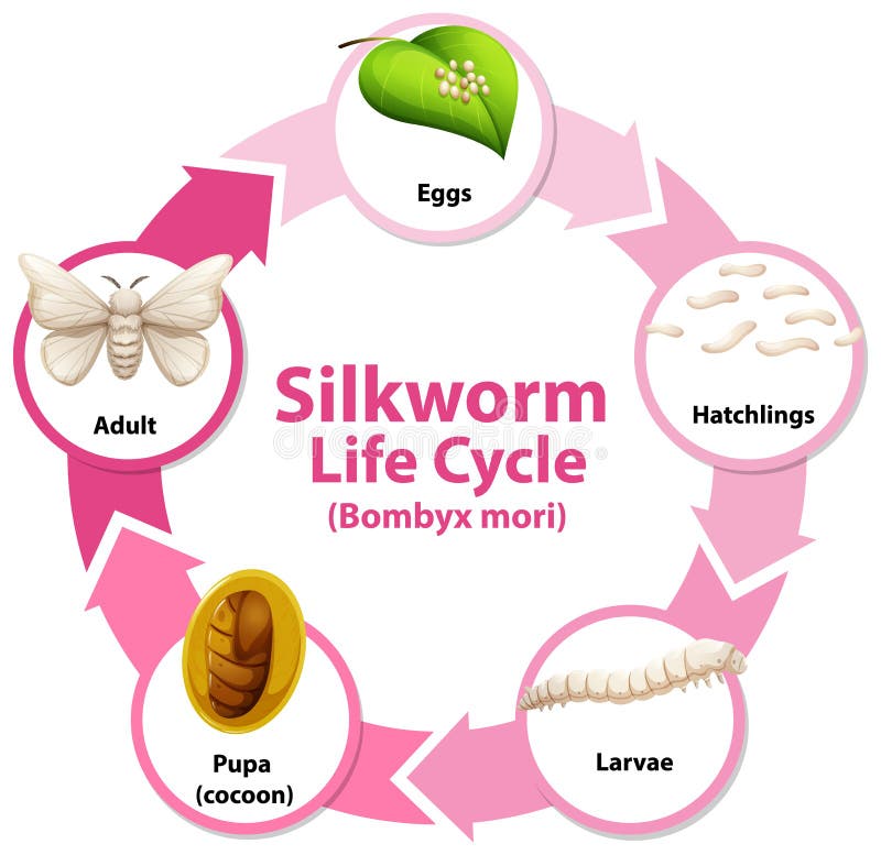 Silkworm Stock Illustrations – 700 Silkworm Stock Illustrations ...