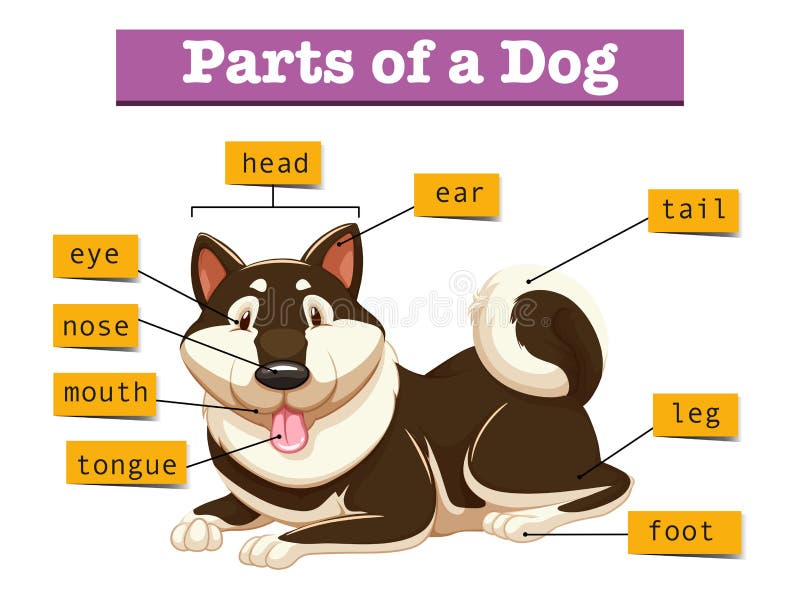 what are the different parts of a dog