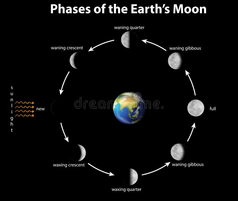 Diagram Showing Phases of Earth Moon Stock Vector - Illustration of ...