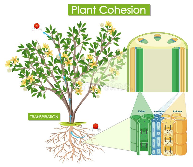 Show plant. Xylem and phloem. Ксилема и флоэма у растений. Флоэма Ксилема ядра. Флоэмы банана.