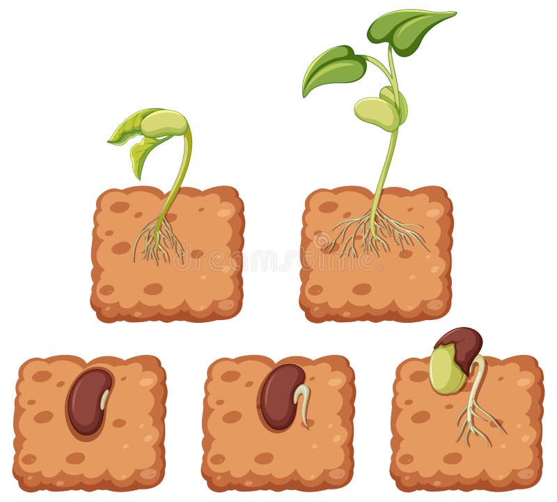 Clipart Growing Seed Stock Illustrations 250 Clipart Growing Seed Stock Illustrations Vectors Clipart Dreamstime