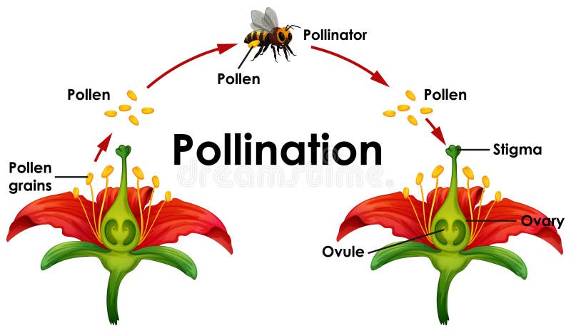 Pollination Stock Illustrations – 3,894 Pollination Stock Illustrations,  Vectors & Clipart - Dreamstime