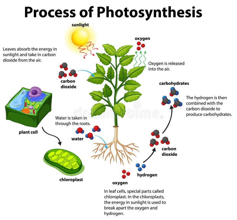 photosynthesis cycle