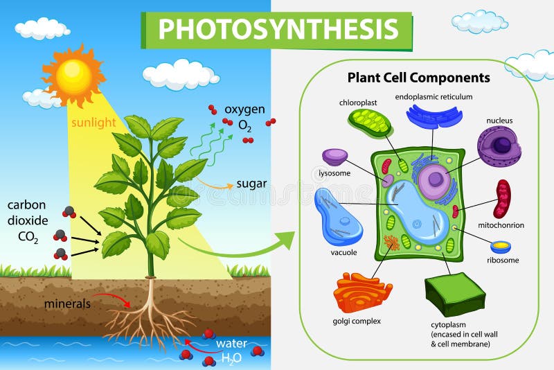 Photosynthesis Cartoon Stock Illustrations – 567 Photosynthesis Cartoon Stock Illustrations, Vectors & Clipart - Dreamstime Photosynthesis Cartoon Stock Illustrations – 567 Photosynthesis Cartoon Stock Illustrations, Vectors & Clipart - Dreamstime