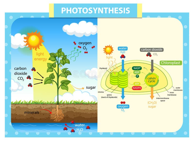 Diagram Showing Process of Photosynthesis in Plant Stock Vector ...